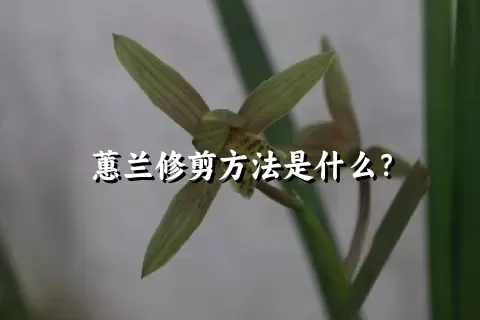 蕙兰修剪方法是什么？