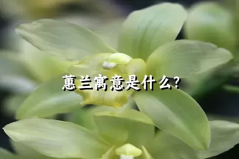 蕙兰寓意是什么？