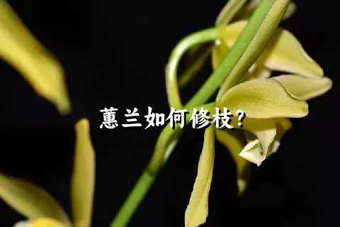 蕙兰如何修枝？