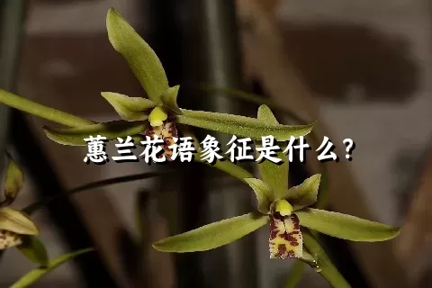 蕙兰花语象征是什么？