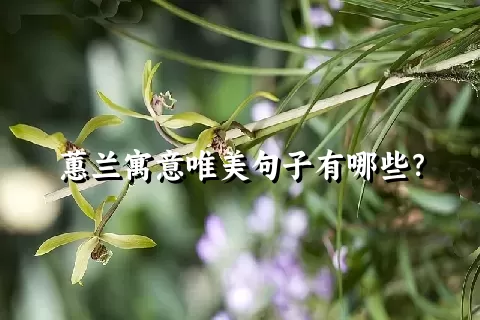 蕙兰寓意唯美句子有哪些？