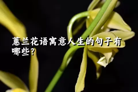 蕙兰花语寓意人生的句子有哪些？