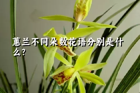 蕙兰不同朵数花语分别是什么？