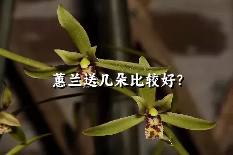 蕙兰送几朵比较好？