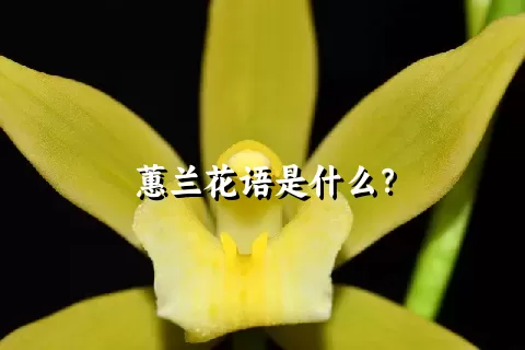 蕙兰花语是什么？