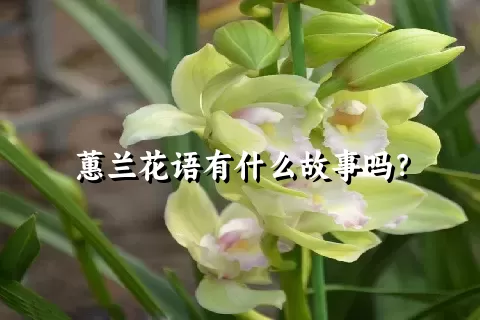 蕙兰花语有什么故事吗？