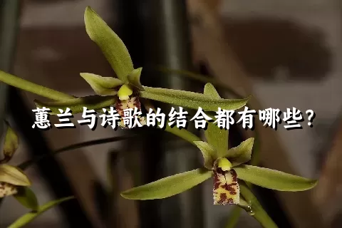 蕙兰与诗歌的结合都有哪些？