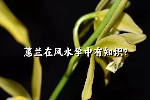 蕙兰在风水学中有知识？