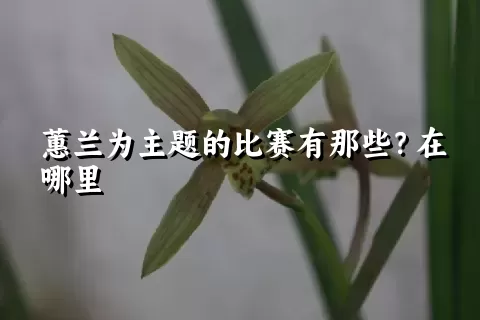 蕙兰为主题的比赛有那些？在哪里