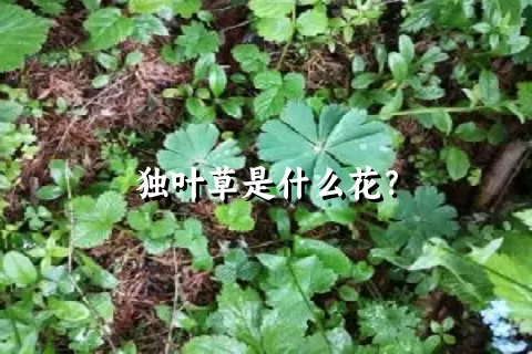 独叶草是什么花？