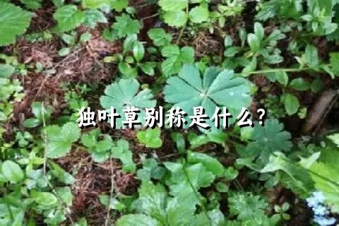 独叶草别称是什么？