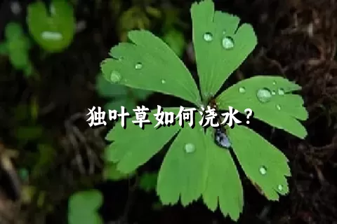 独叶草如何浇水？