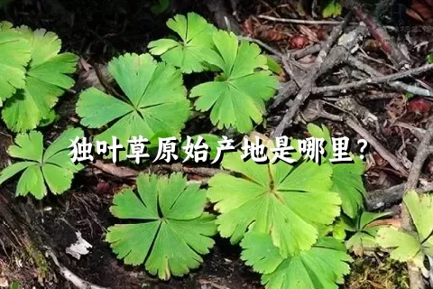 独叶草原始产地是哪里？