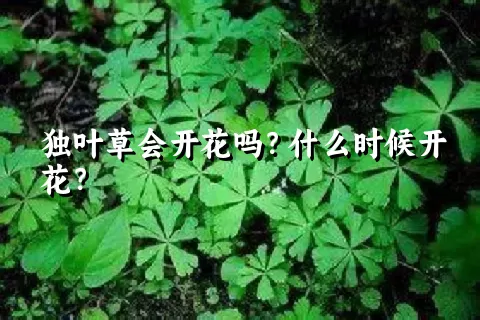 独叶草会开花吗？什么时候开花？