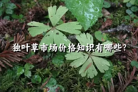 独叶草市场价格知识有哪些？