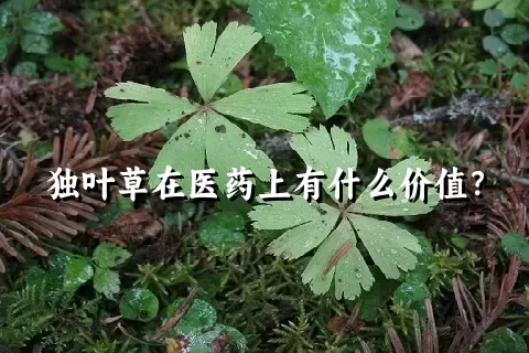 独叶草在医药上有什么价值？