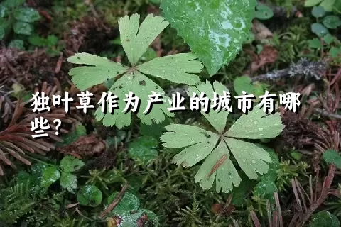 独叶草作为产业的城市有哪些？