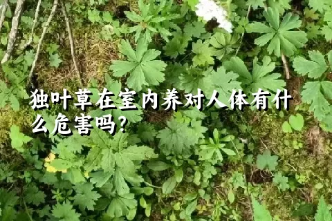 独叶草在室内养对人体有什么危害吗？