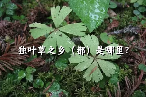 独叶草之乡（都）是哪里？