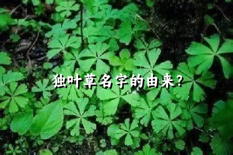 独叶草名字的由来？