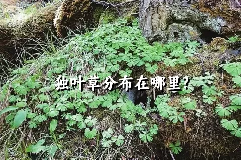 独叶草分布在哪里?