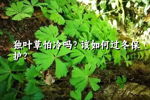 独叶草怕冷吗？该如何过冬保护？