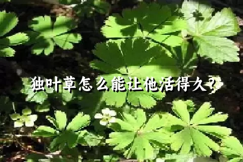 独叶草怎么能让他活得久？