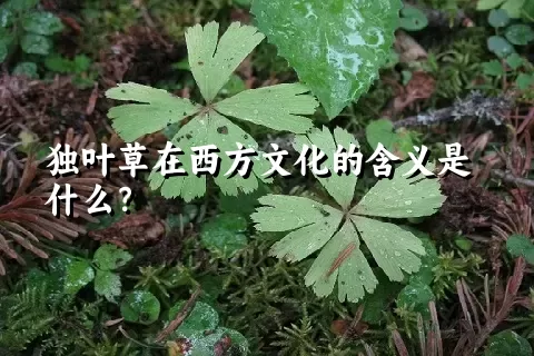 独叶草在西方文化的含义是什么？