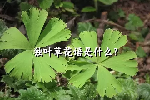 独叶草花语是什么？