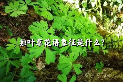 独叶草花语象征是什么？