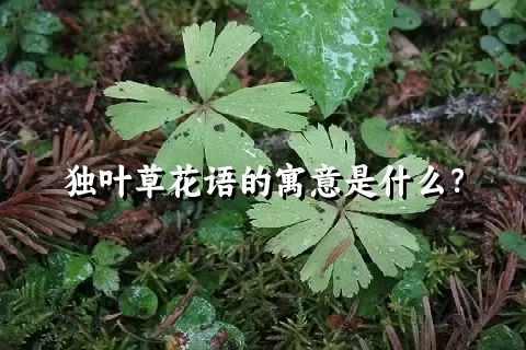 独叶草花语的寓意是什么？