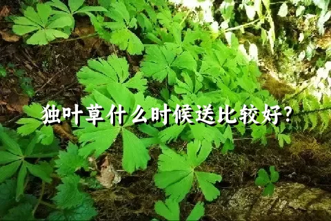 独叶草什么时候送比较好？