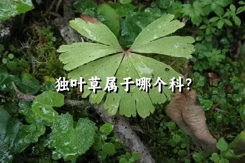 独叶草属于哪个科？