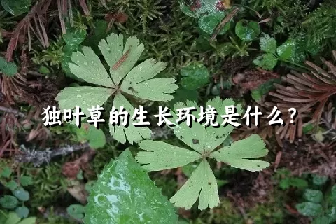 独叶草的生长环境是什么？