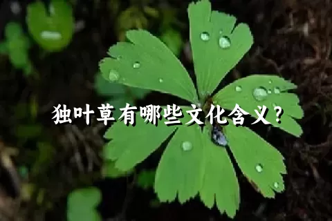 独叶草有哪些文化含义？