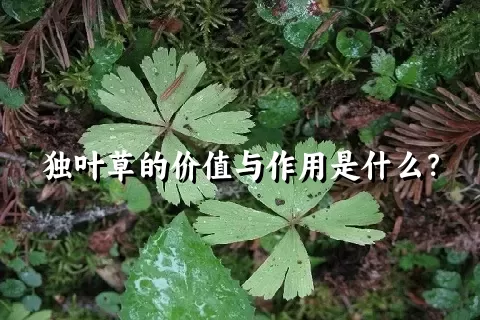 独叶草的价值与作用是什么？