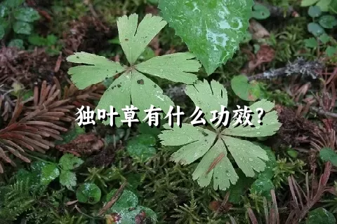 独叶草有什么功效？