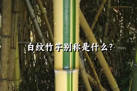 白纹竹芋别称是什么？