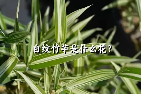 白纹竹芋是什么花？