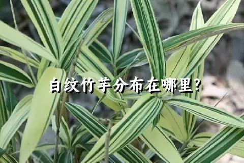 白纹竹芋分布在哪里?