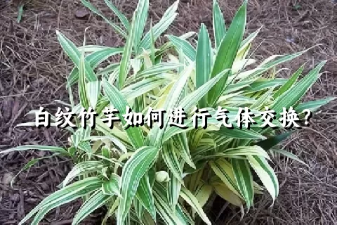 白纹竹芋如何进行气体交换？