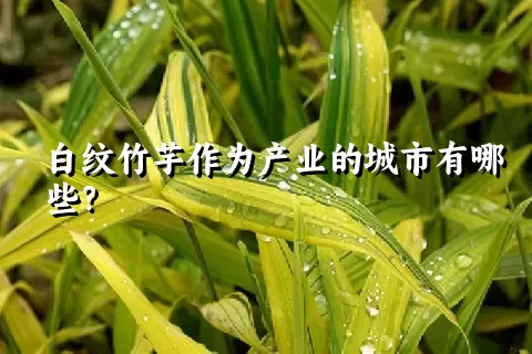 白纹竹芋作为产业的城市有哪些？