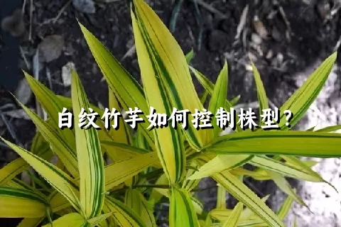 白纹竹芋如何控制株型？