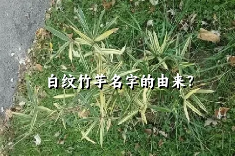 白纹竹芋名字的由来？