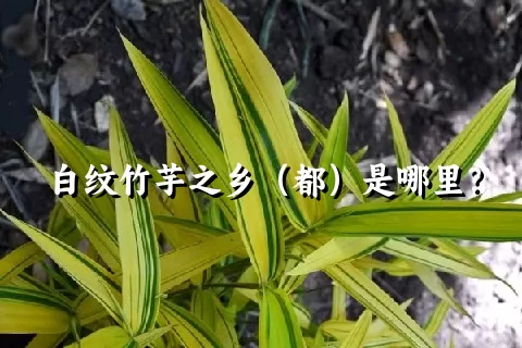 白纹竹芋之乡（都）是哪里？