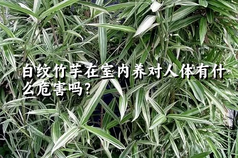 白纹竹芋在室内养对人体有什么危害吗？