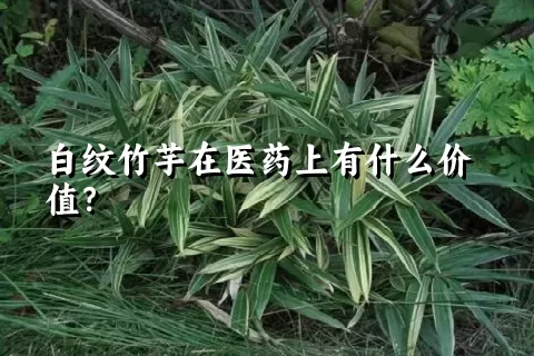 白纹竹芋在医药上有什么价值？