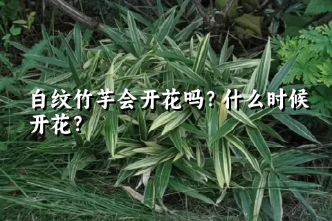 白纹竹芋会开花吗？什么时候开花？