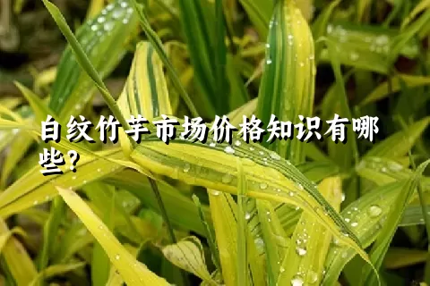 白纹竹芋市场价格知识有哪些？