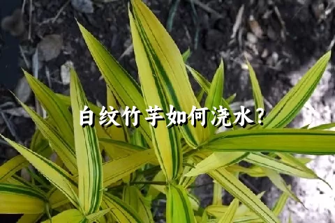 白纹竹芋如何浇水？